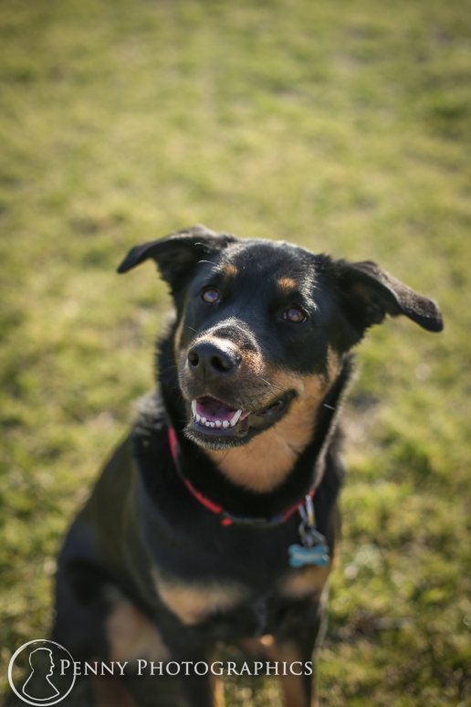 Bella Pet Dog Portraits-Zilker Park Austin
