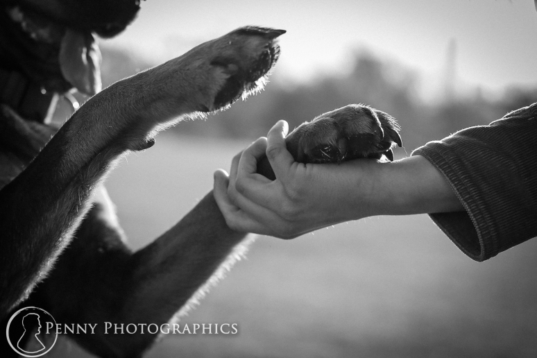 Bella Pet Dog Portraits-Zilker Park Austin