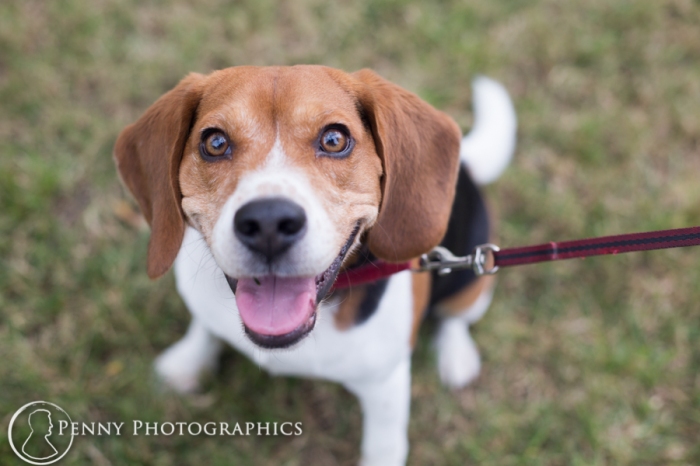 Beagle puppy looking directly at camera