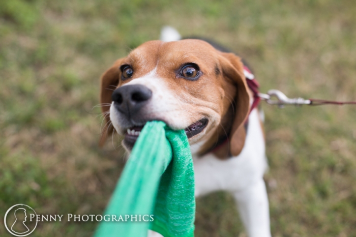 Beagle puppy playing tug of war